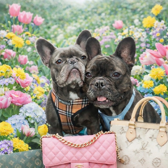 2frenchiemama